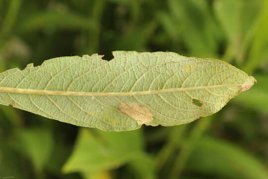 Image of Phyllonorycter salicicolella (Sircom 1848)