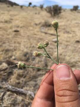 Image of Wright's baccharis