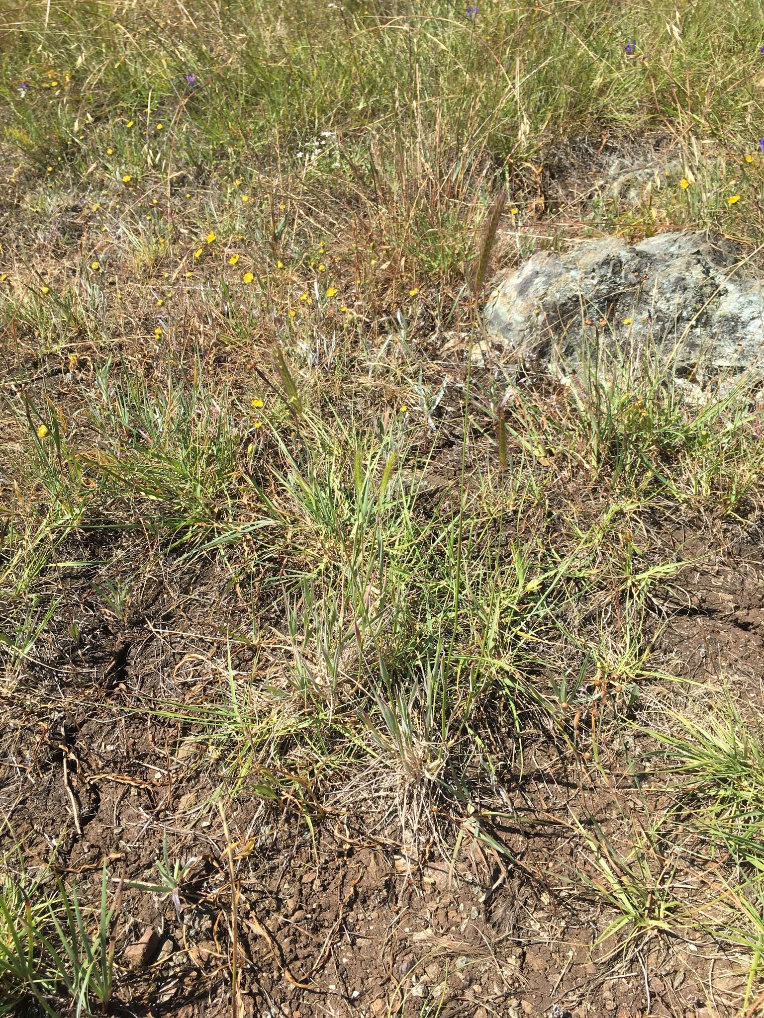 صورة Hordeum californicum Covas & Stebbins