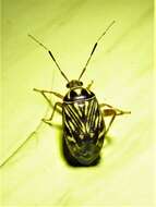 صورة Taedia virgulata (Knight 1930)