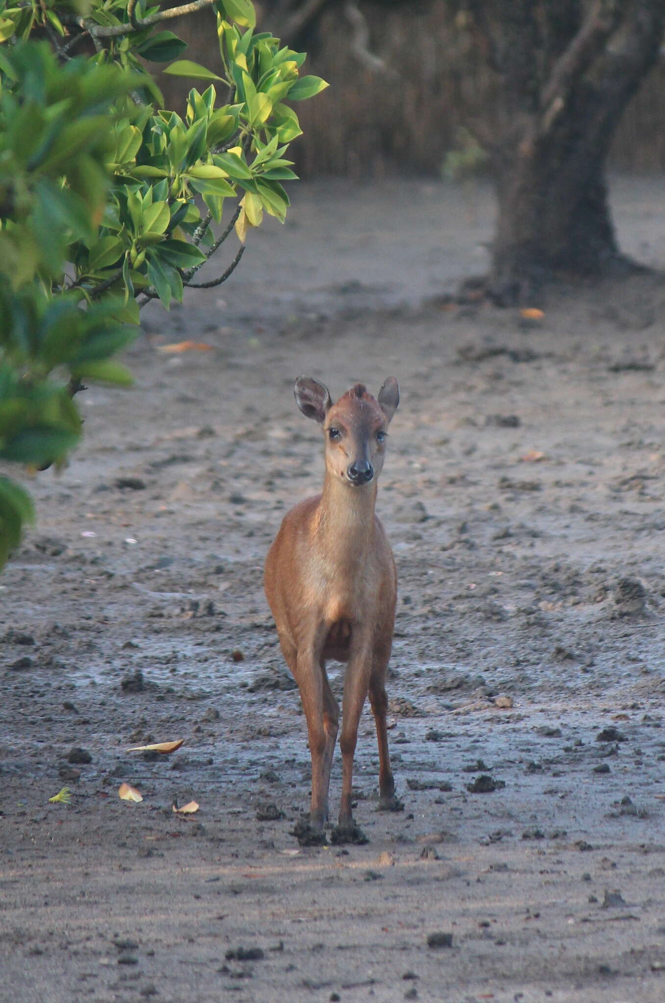 Image of Natal Duiker