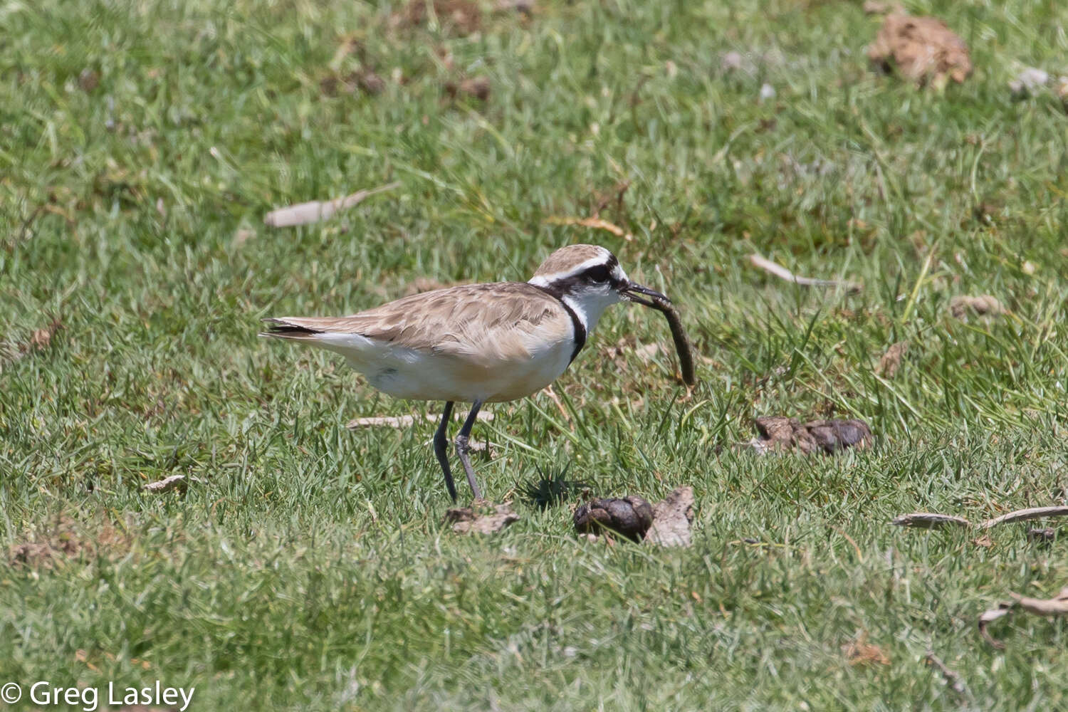 Charadrius thoracicus (Richmond 1896) resmi