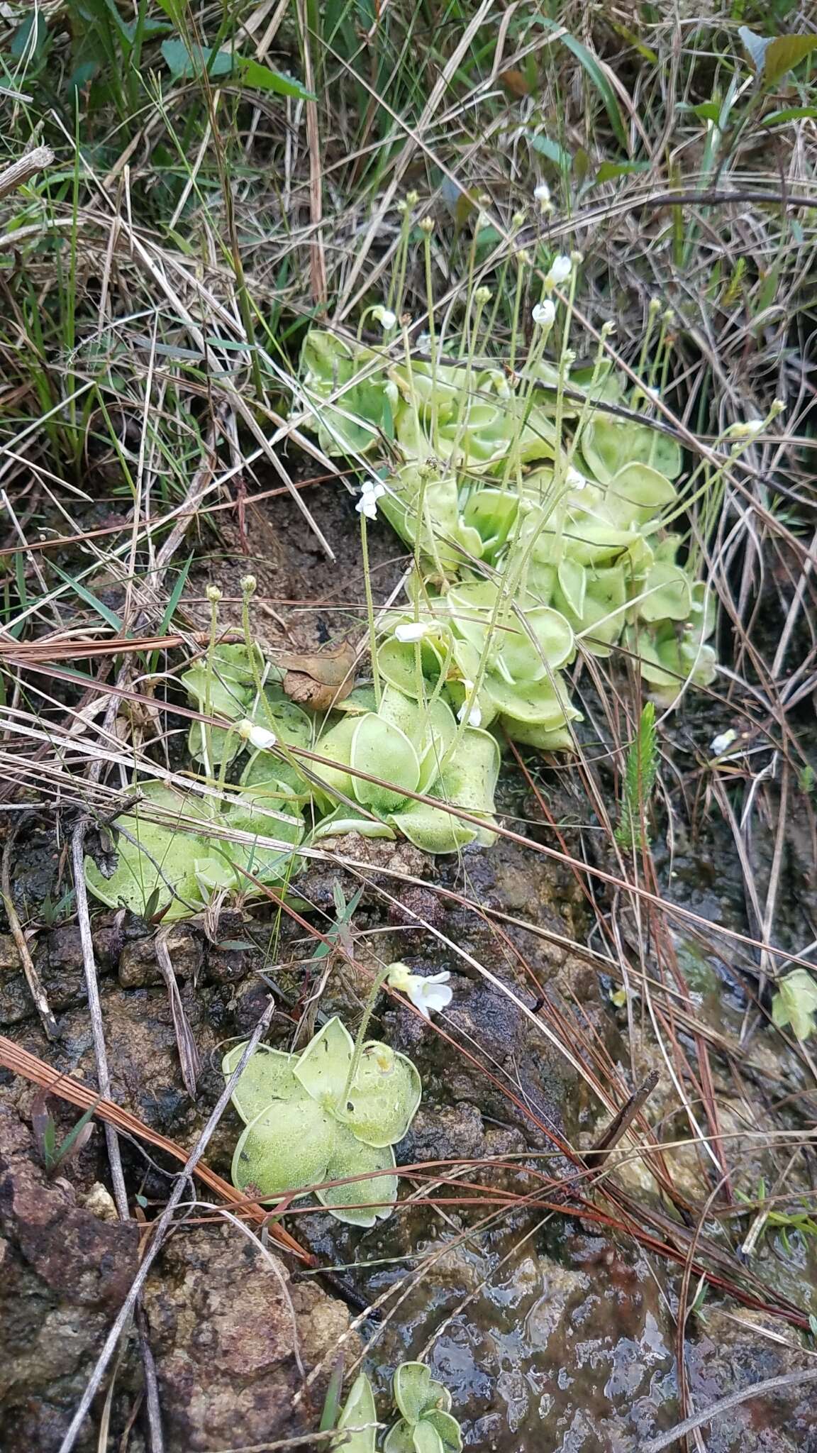 صورة Pinguicula sharpii S. J. Casper & K. Kondo