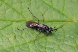 Image of Spider wasp