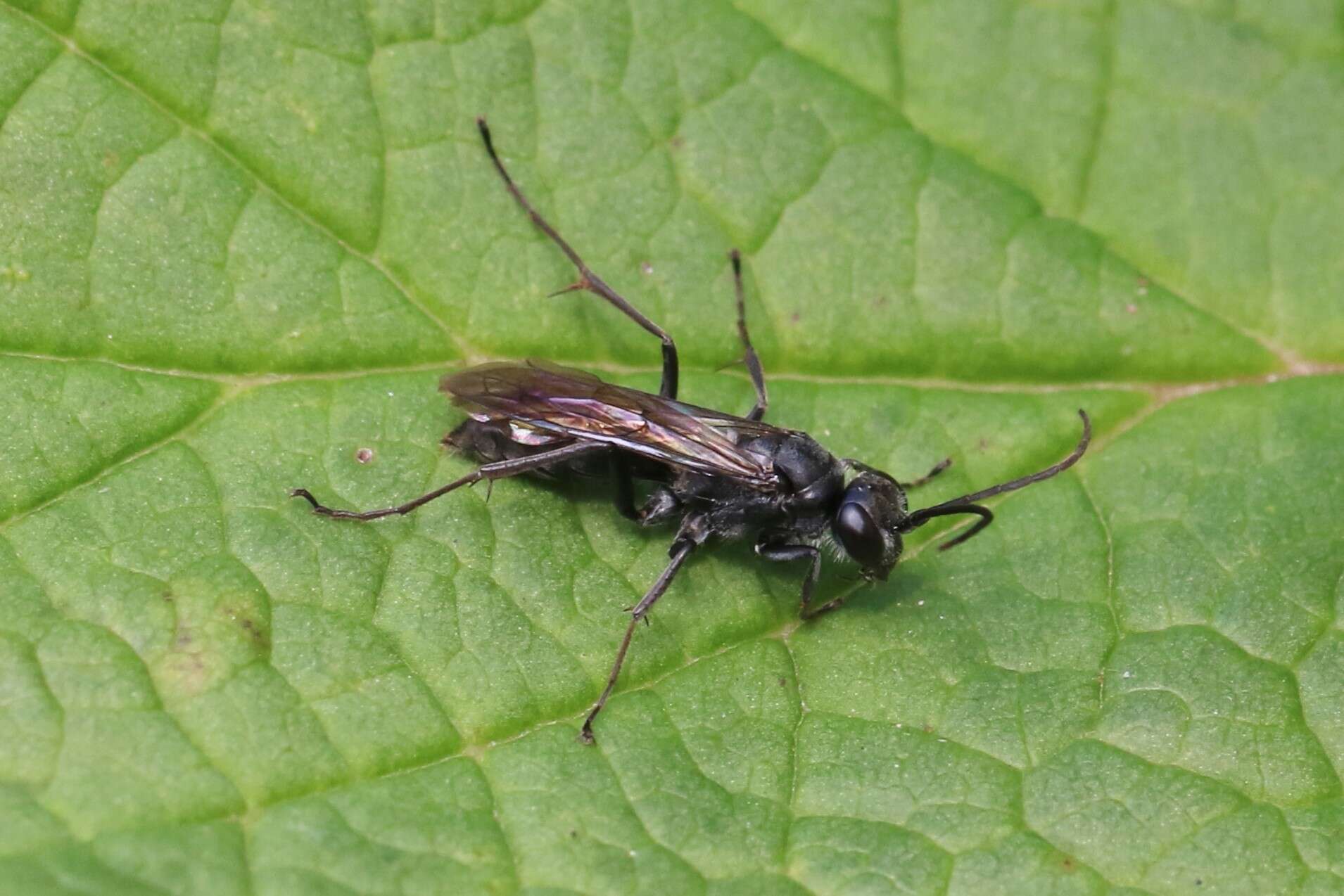 Image of Spider wasp