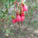 Homoranthus thomasii (F. Müll.) L. A. Craven & S. R. Jones的圖片