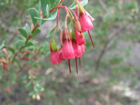 Homoranthus thomasii (F. Müll.) L. A. Craven & S. R. Jones的圖片