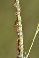 Image of Paspalum wrightii Hitchc. & Chase