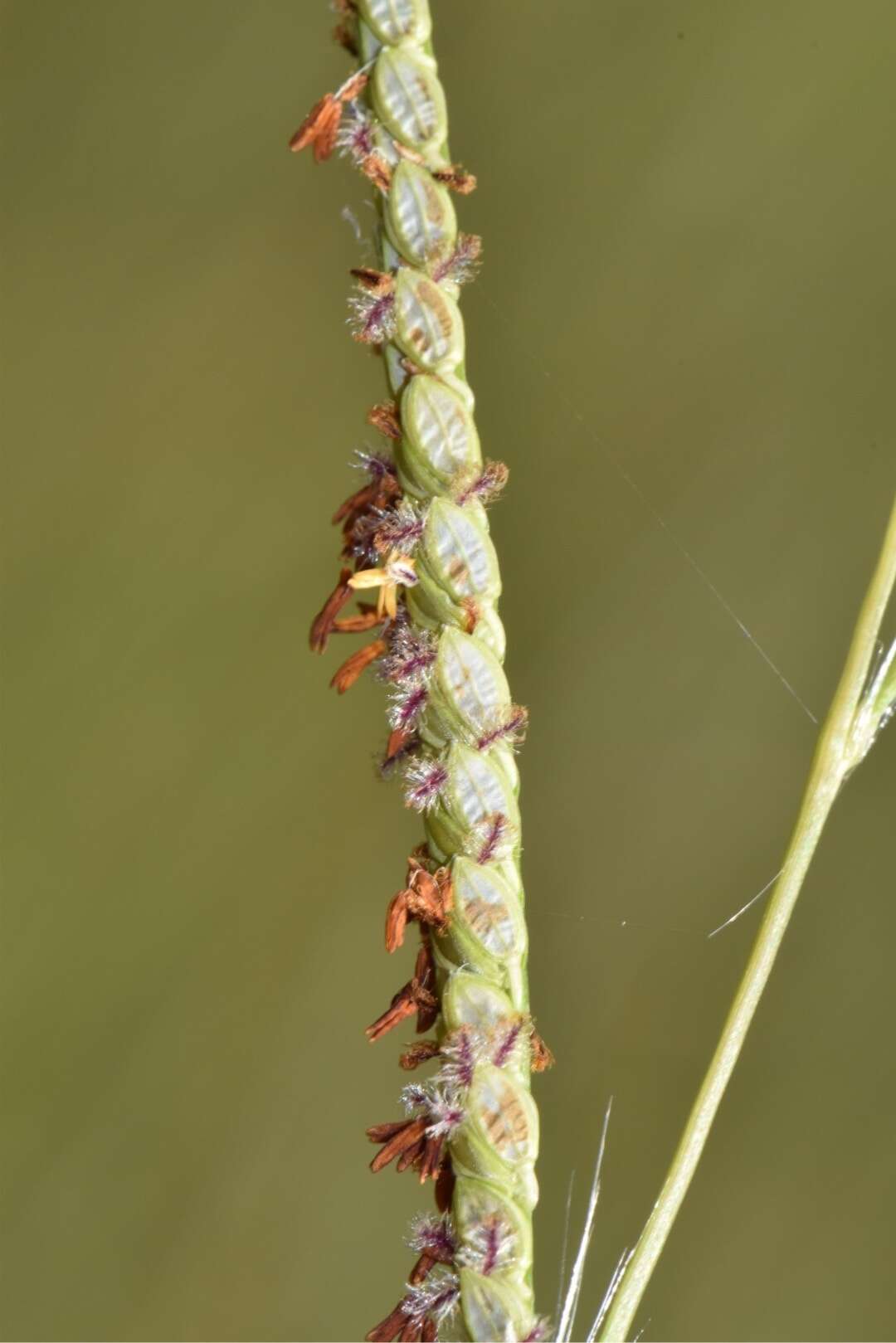 Image of Paspalum wrightii Hitchc. & Chase