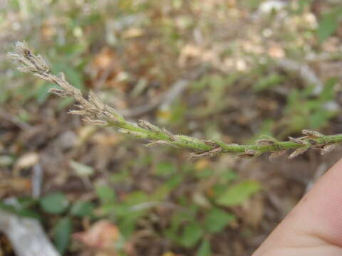 صورة Verbena neomexicana (A. Gray) Briq.