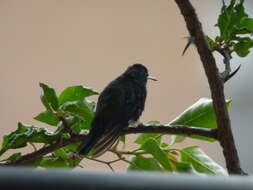 Image of Steely-vented Hummingbird