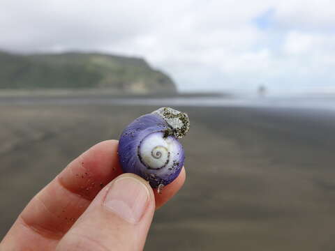 Image of bubble raft shell