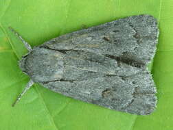 Image of Triton Dagger Moth