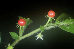 صورة Lycianthes inaequilatera (Rusby) Bitter