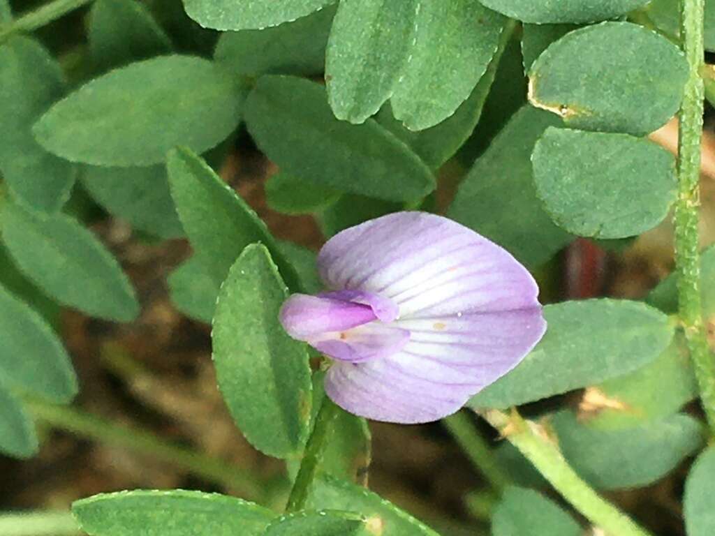 Astragalus bodinii Sheldon的圖片