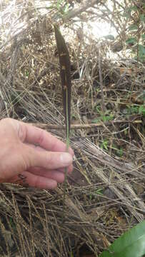 Plancia ëd Elaphoglossum conforme (Sw.) Schott