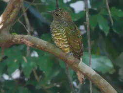 Image of African Emerald Cuckoo