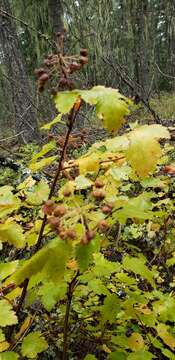 Plancia ëd Physocarpus malvaceus (Greene) Kuntze