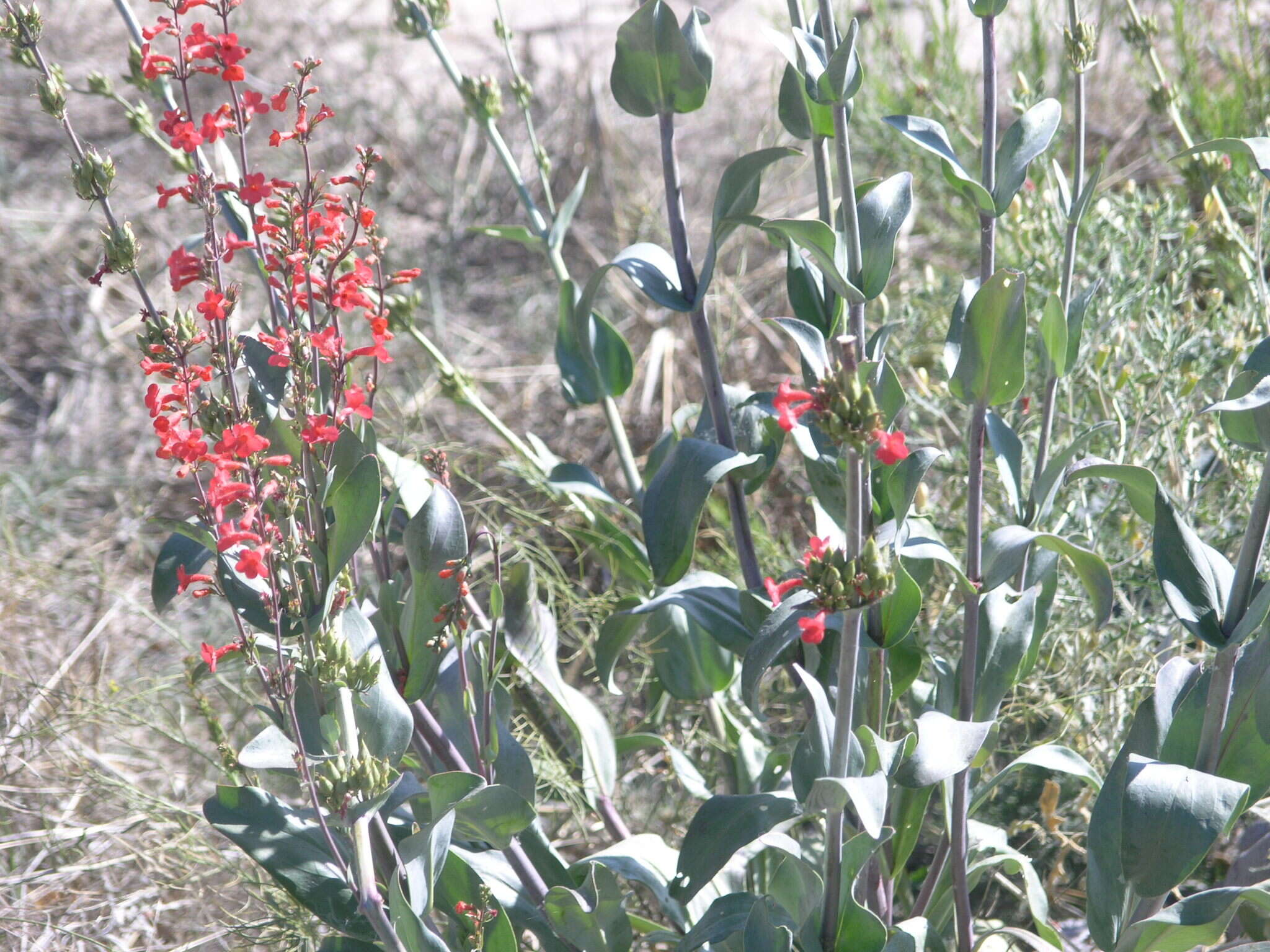 Image de Penstemon superbus A. Nels.