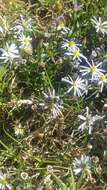 Image of Lawn American-Aster