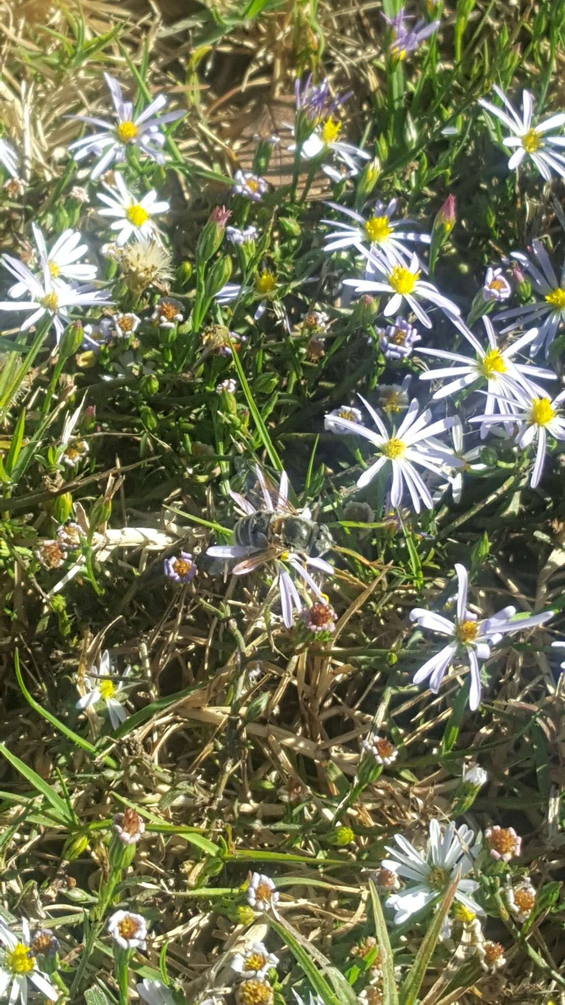 Image de Symphyotrichum subulatum var. ligulatum S. D. Sundberg