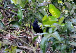 Image of Glossy Antshrike