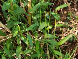 Image of Naked-Stem Dewflower