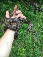 Image of Pantherophis ramspotti Crother, White, Savage, Eckstut, Graham & Gardner 2011