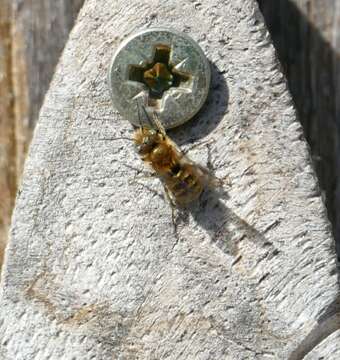 Image of Mason bee