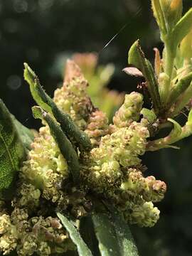 Image of Morella parvifolia (Benth.) Parra-Os.