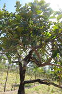 Image of Annona crassiflora Mart.