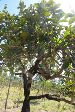 Image of Annona crassiflora Mart.