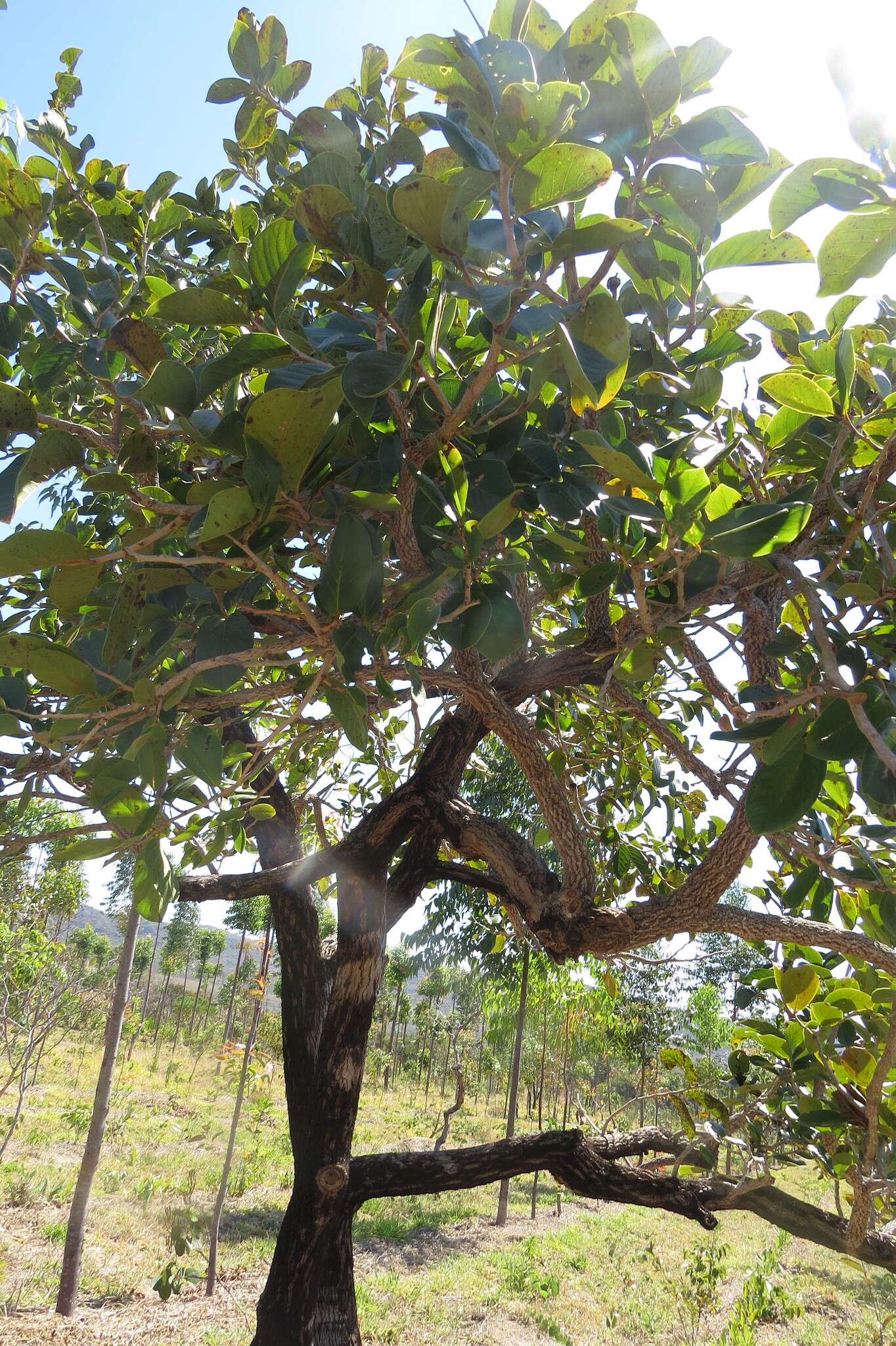 Image of Annona crassiflora Mart.