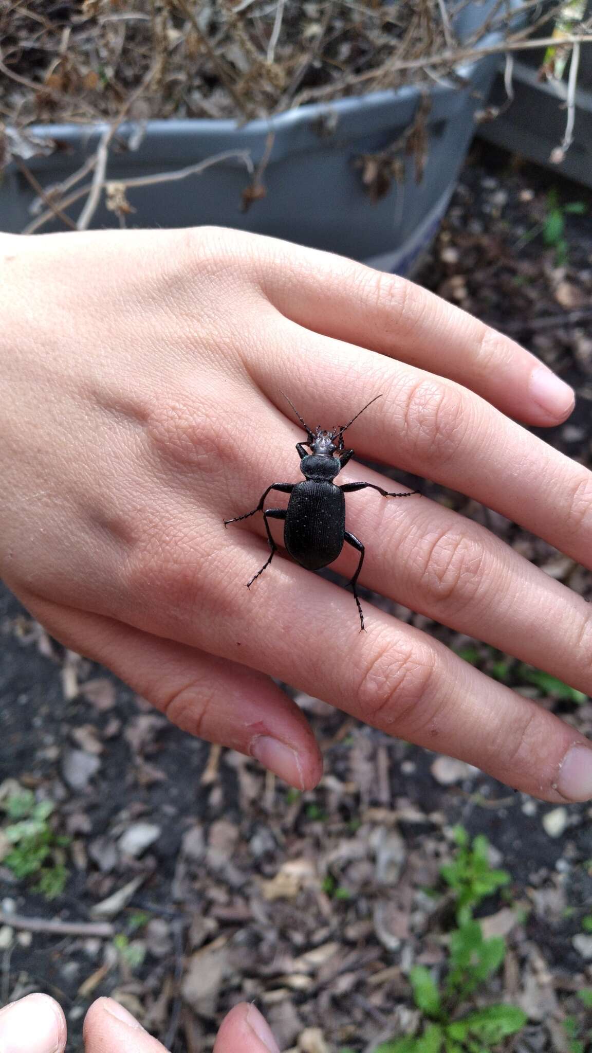 Imagem de Calosoma (Calosoma) frigidum Kirby 1837