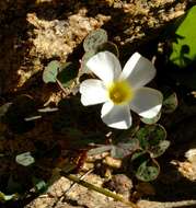 Image of Oxalis ambigua Jacq.