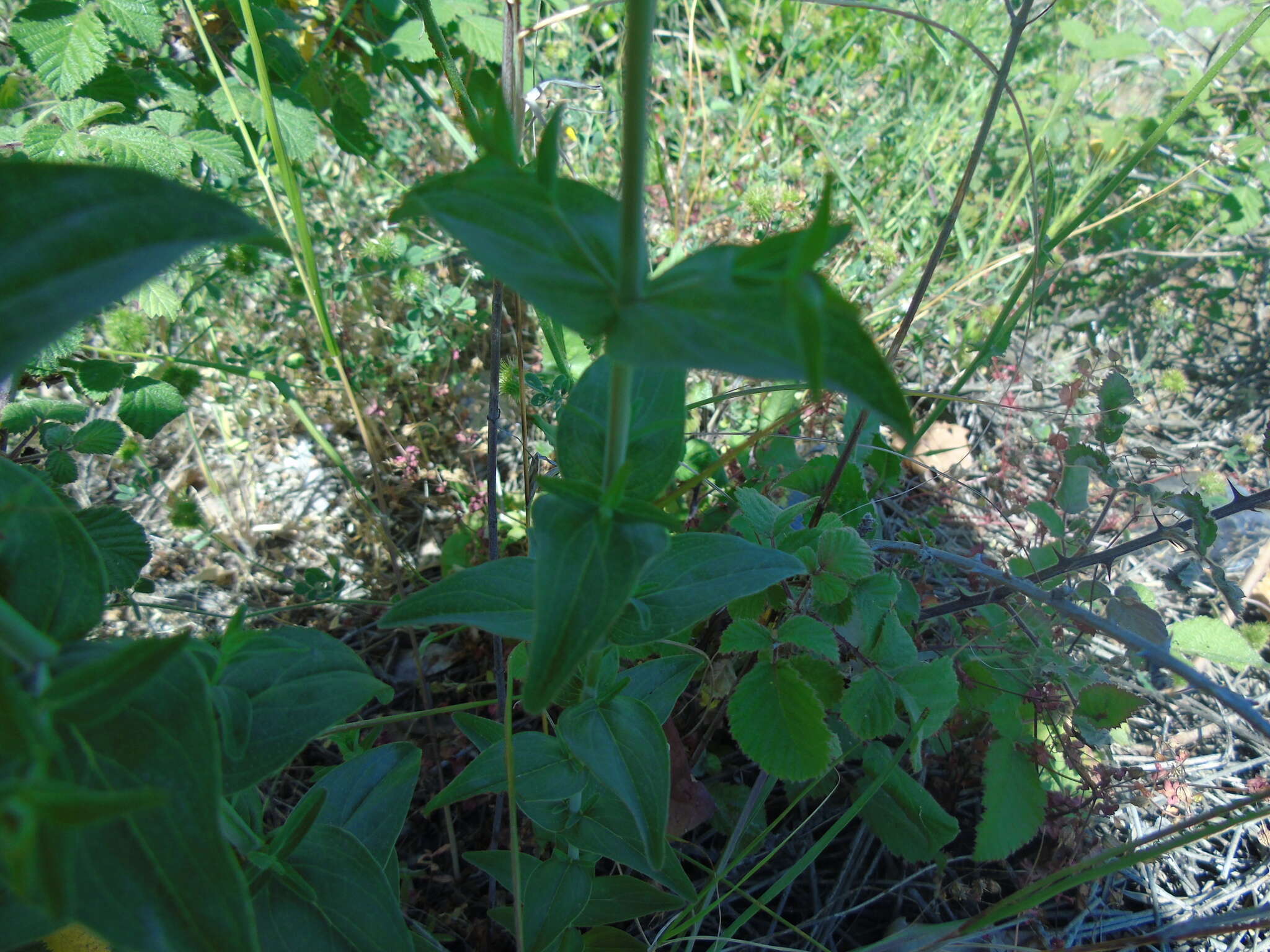 صورة Hypericum perfoliatum L.