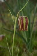 Image of Fritillaria lusitanica Wikstr.