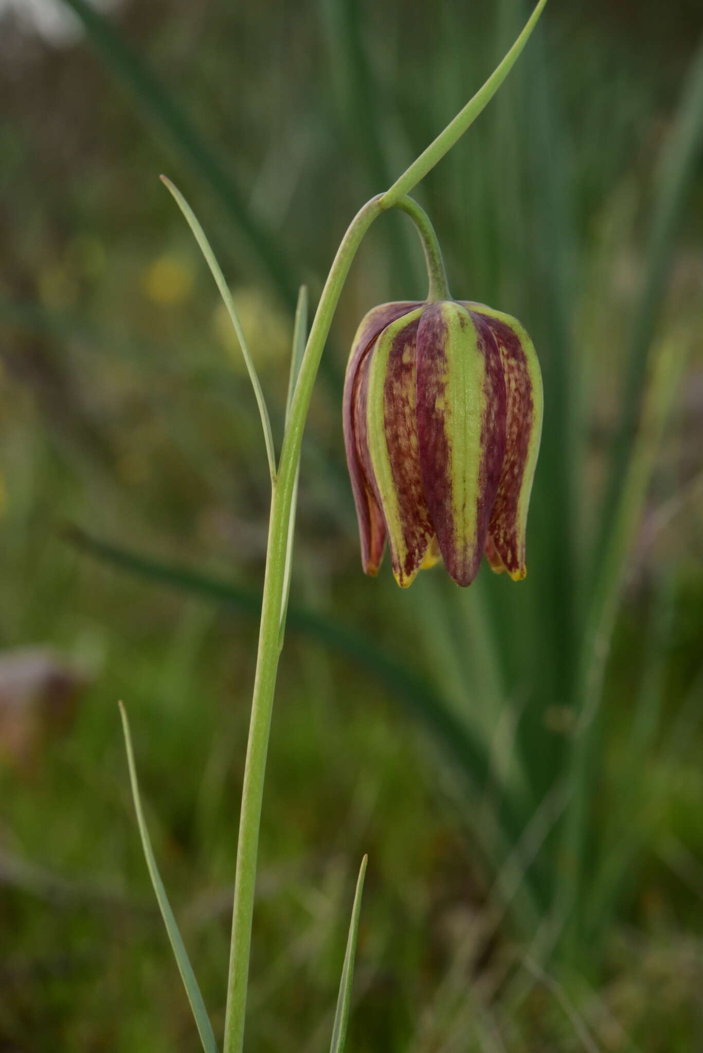 Image of Fritillaria lusitanica Wikstr.