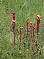 Image of <i>Sarracenia flava</i> var. <i>rubricorpora</i>