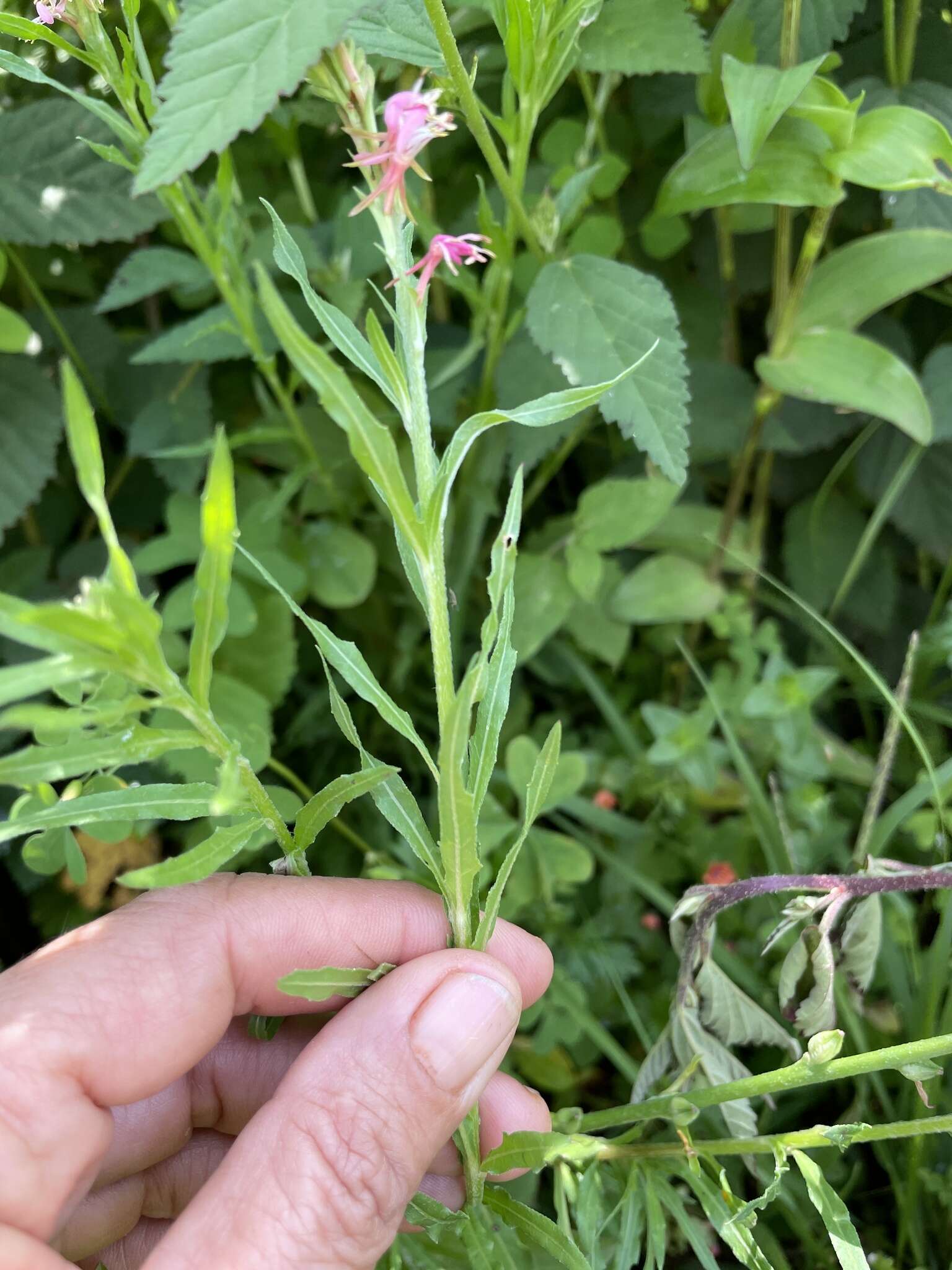 Image de Oenothera hexandra (Sesse & Moc. ex Ortega) W. L. Wagner & Hoch