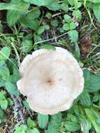 Image of Clitocybe squamulosa (Pers.) P. Kumm. 1871