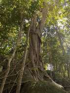 صورة Ficus trigonata L.