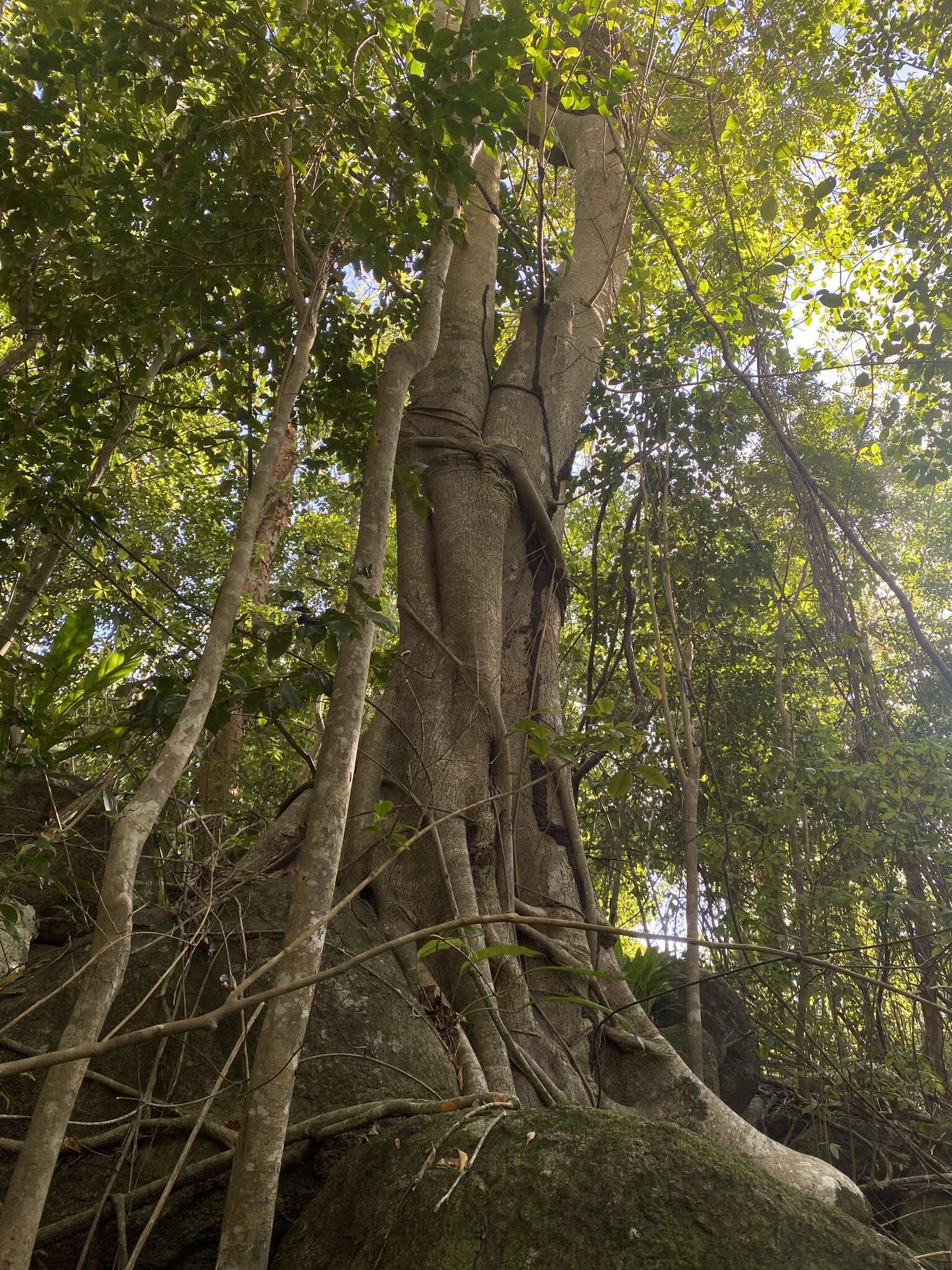 صورة Ficus trigonata L.