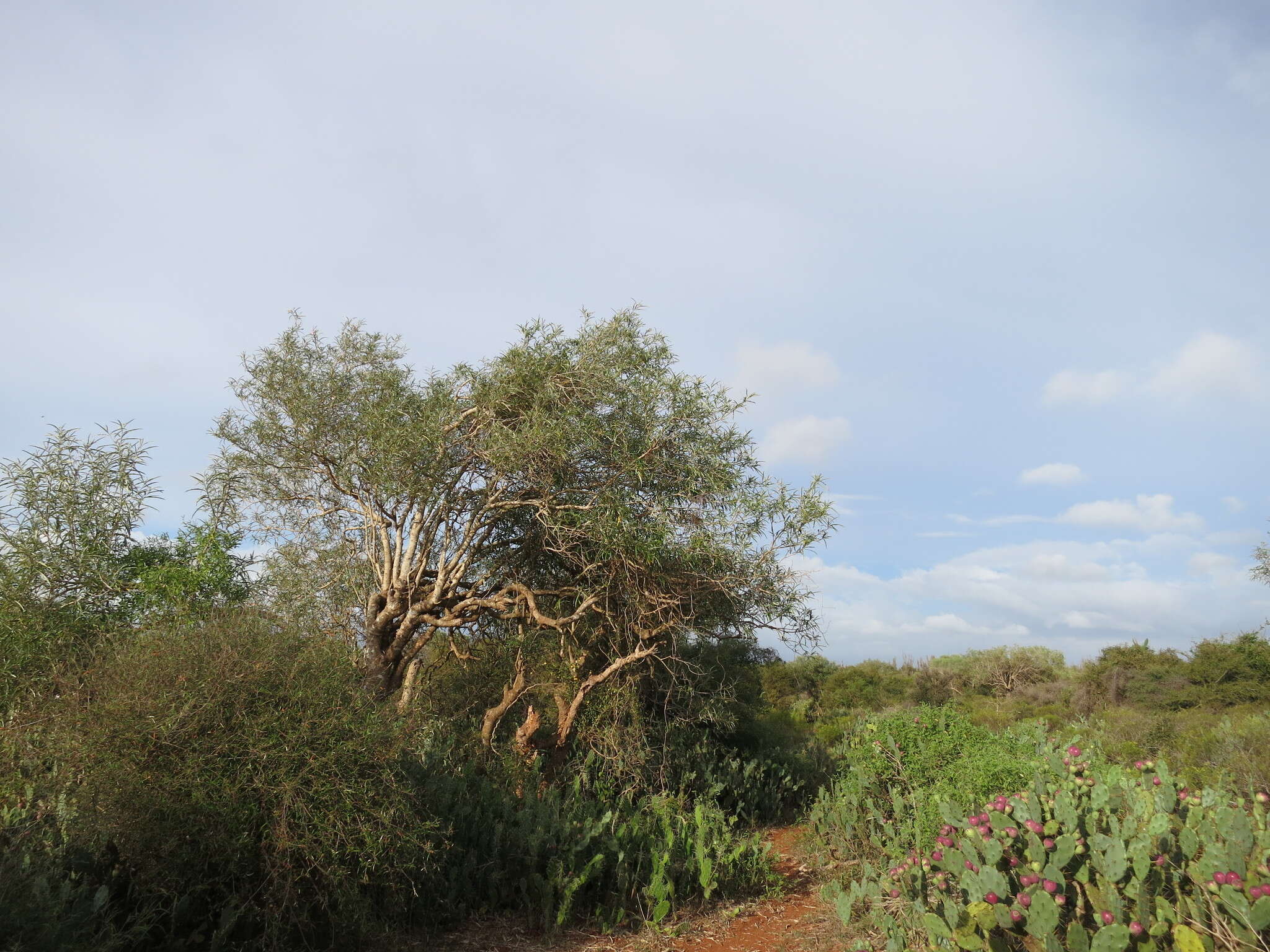 Image of Solanum croatii W. G. D' Arcy & R. C. Keating