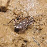 Image of Cicindela (Calomera) littoralis Fabricius 1787