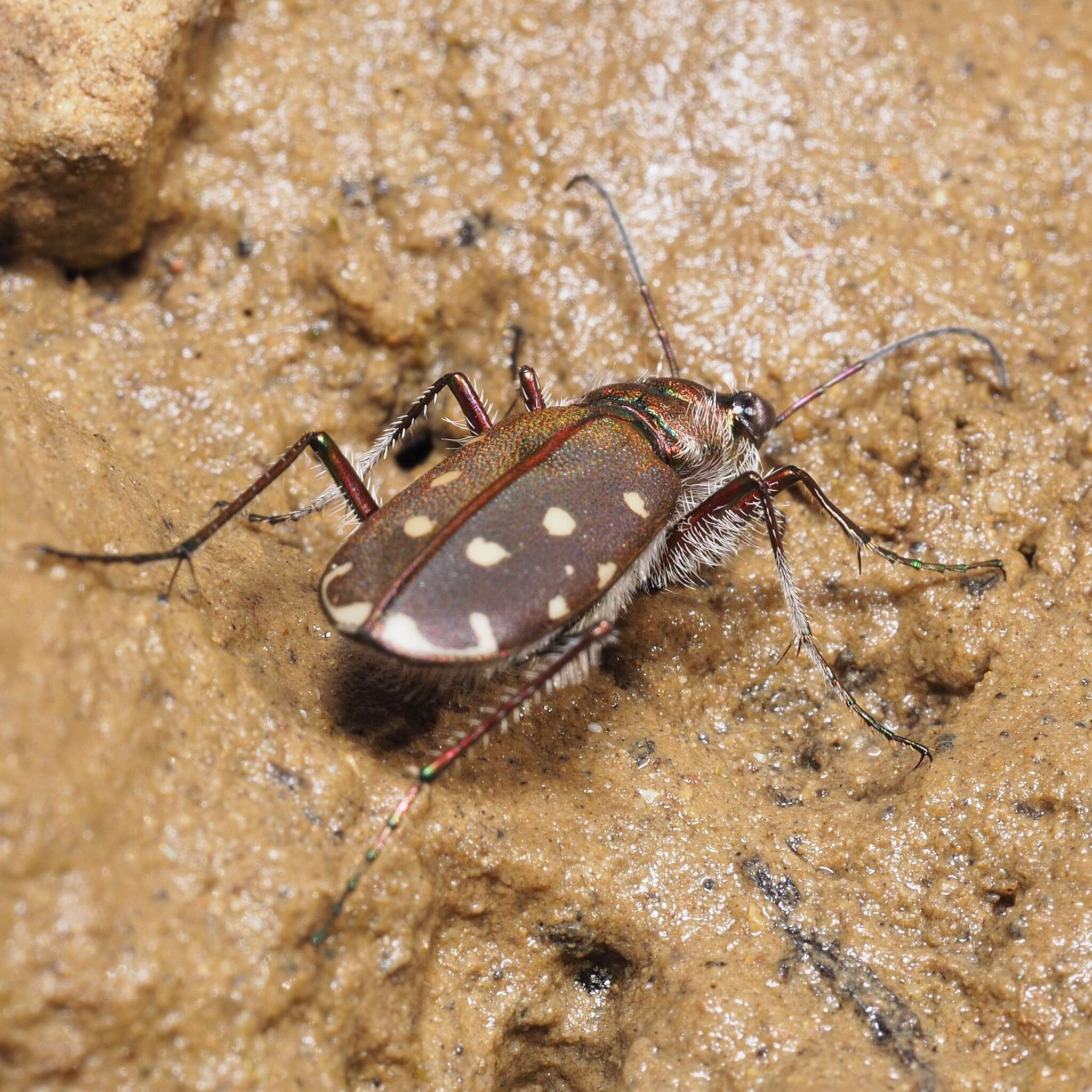 Image of Cicindela (Calomera) littoralis Fabricius 1787