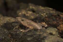 صورة Rhinella festae (Peracca 1904)