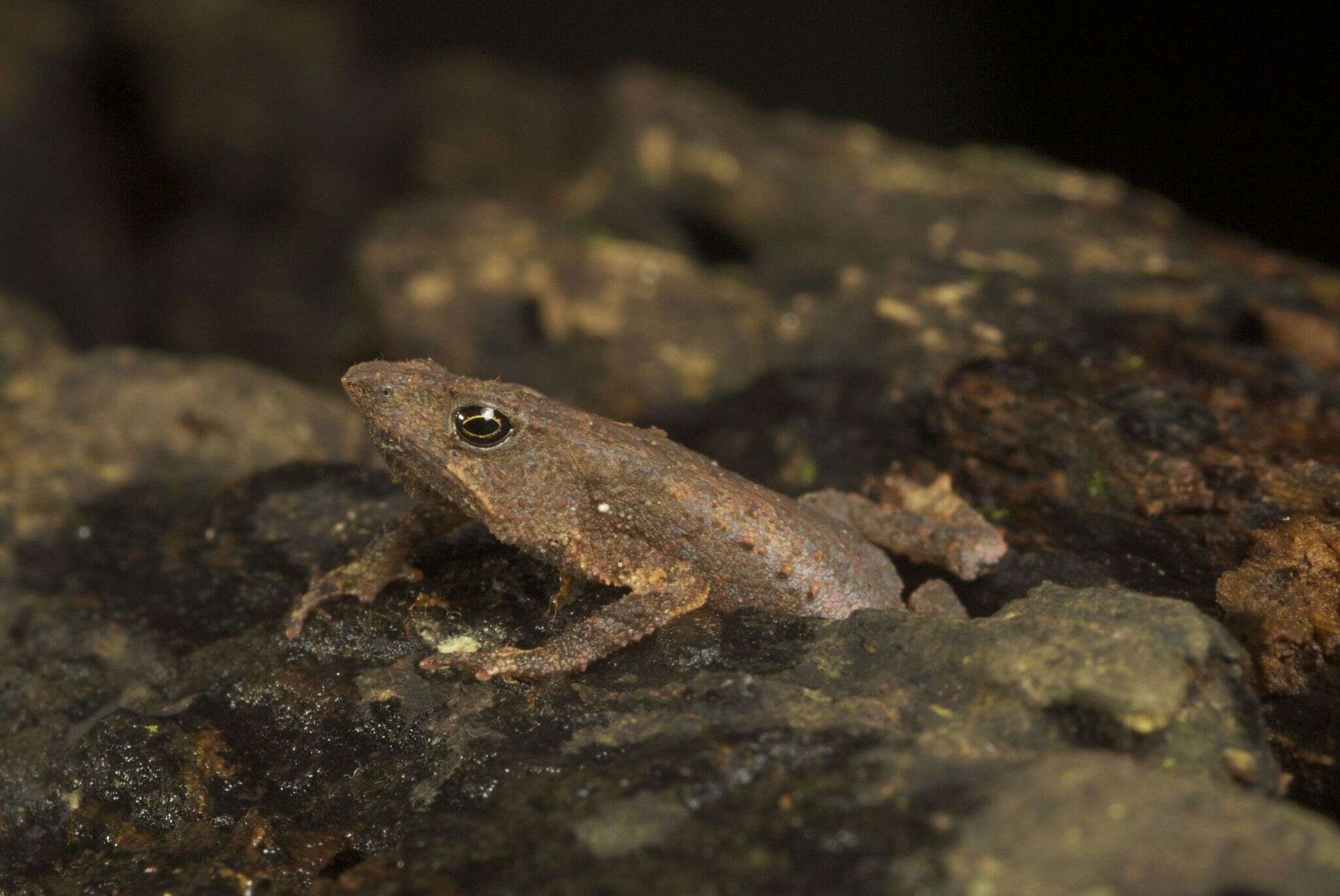 Sivun Rhinella festae (Peracca 1904) kuva