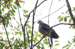 Columba pulchricollis Blyth 1846 resmi