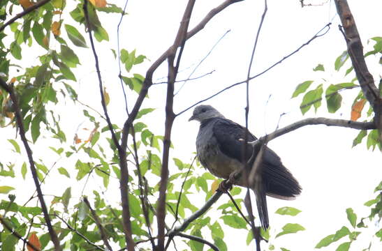 Image of Ashy Wood Pigeon